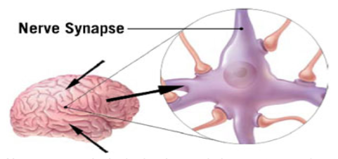 nerve-synapse